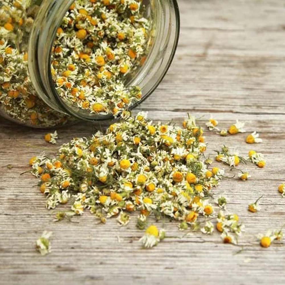 Chamomile