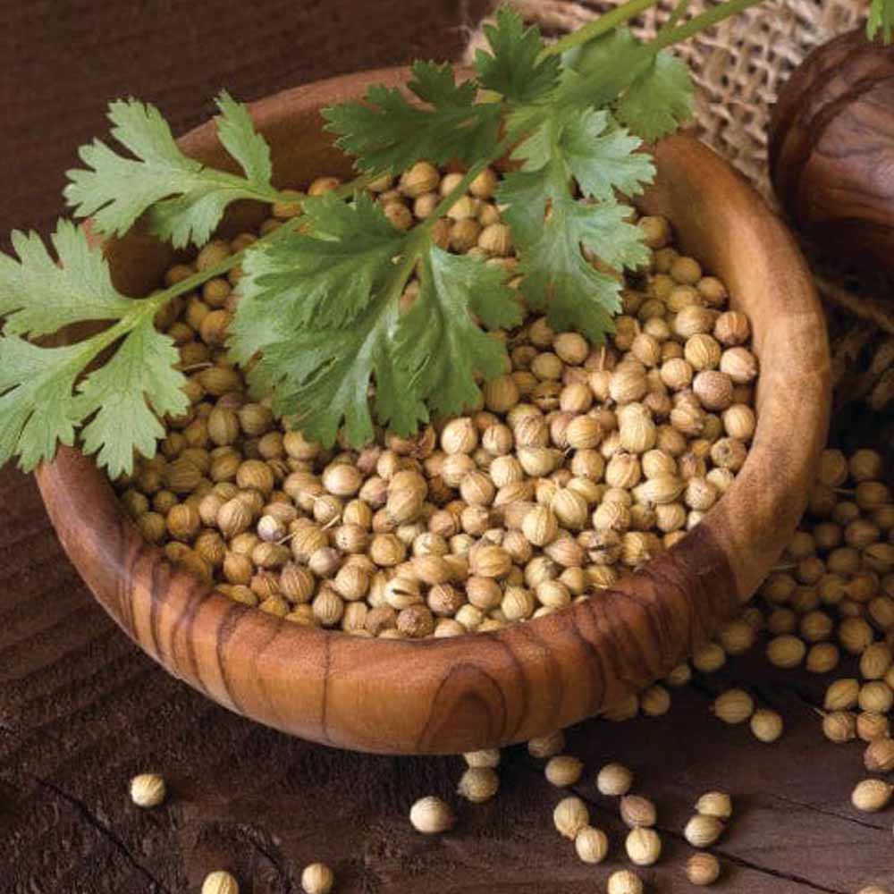 Coriander